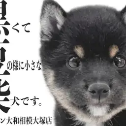 【 豆柴 】両親も最小クラス！抜群の可愛らしさと懐っこい性格の黒豆柴に大注目！