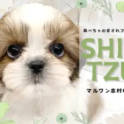 【 シーズー 】優しい雰囲気が漂う愛されワンコ!穏やかなシーズーくんのご紹介!