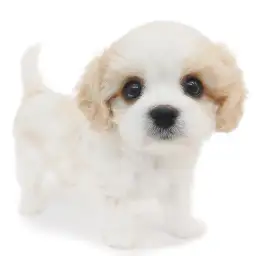 MIX（キャバリアキングチャールズスパニエル×ビションフリーゼ）