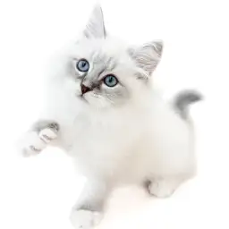 ネヴァマスカレード