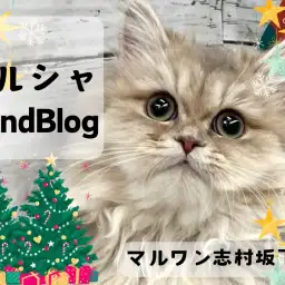 【 ペルシャ 】生後6ヶ月を迎えるおっとりマイペースな気品溢れるプリンセス!