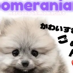 【 ポメラニアン 】笑顔と幸せを運びます!社交性抜群のプリンスポメが君臨!