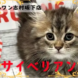 【 サイベリアン 】サイベちゃんのワイルドな見た目と甘々な性格にギャップ萌え必須