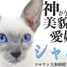 【 シャム 】チャンピオンのパパから譲り受けた気品と愛情深さの超ギャップ猫