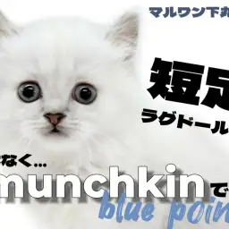 【 マンチカン 】上品さと愛らしさを併せ持つ愛嬌抜群の短足マンチカンは唯一無二！