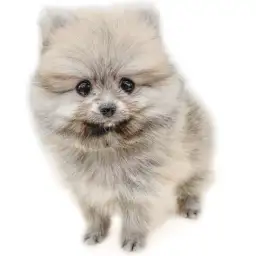 ポメラニアン