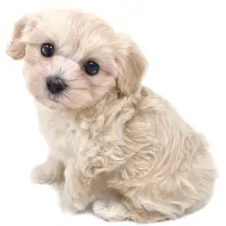 MIX（マルチーズ×トイプードル）