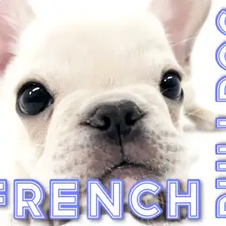 【 フレンチブルドッグ 】鼻ぺちゃフェイスな横浜元町のエンターテイナー!