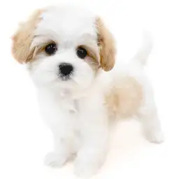 MIX（マルチーズ×キャバリアキングチャールズスパニエル）