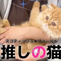 【 スコティッシュフォールド 】スタッフ激推のスコにゃんの推しポイントをご紹介!