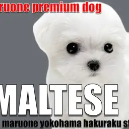 【 マルチーズ 】マルワンプレミアム認定!小柄で整ったルックスのぬいぐるみわんこ