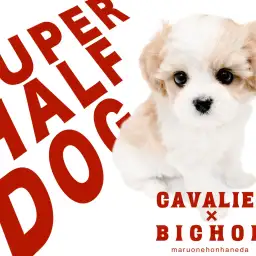 【 キャバション 】注目度ナンバーワン！最上級に愛らしいレアMIXちゃんが降臨！