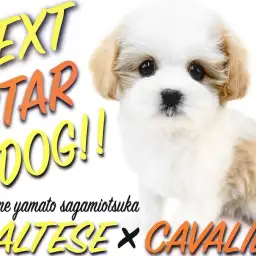 【 マルキャバ 】オリジナリティ溢れる次世代スター！キャバリア系MIXが登場