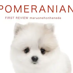 【 ポメラニアン 】クリスマス前にやってきた！雪の様に柔らかい被毛の女の子！