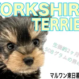 【 ヨークシャテリア 】将来有望！甘えん坊全開なヨークシャーテリアの男の子