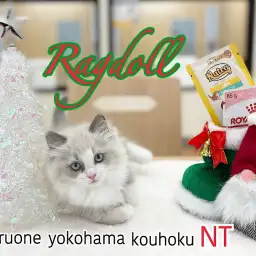 【 ラグドール 】抜群のルックス!青い瞳の甘えんBOYが港北NT店にやってきた!