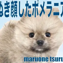 【 ポメラニアン 】爆毛と呼べる位、たぬき顔した男の子！