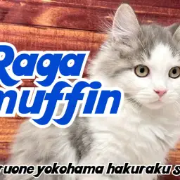 【 ラガマフィン 】見た目と性格のギャップが最高!どんどん遊び好きに成長中!