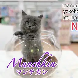 【 マンチカン 】ブルーの被毛をまとった短足イケニャンBOY