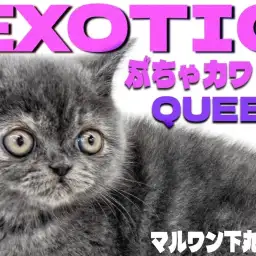 【 エキゾチック 】拳法の達人？面白さは誰にも負けないペチャ顔ぶちゃカワ姫が登場