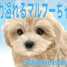 【 MIX 】魅力溢れる、圧倒的人気のマルプーちゃんの男の子！！