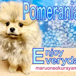 【 ポメラニアン 】ボリューミーな被毛は誰にも負けない！食欲旺盛元気ボーイ！