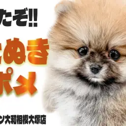 【 ポメラニアン 】マズルも可愛さもギュッと詰まった最高のタヌキポメに大注目！
