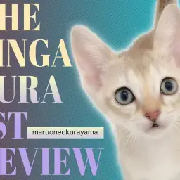 【 シンガプーラ 】小柄だけど元気いっぱい!色々な表情が楽しめる世界最小猫種!