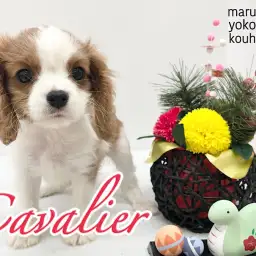 【 キャバリア 】一目惚れ間違いなし!超絶美形なブレンハイムの女の子