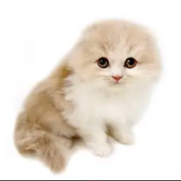 スコティッシュフォールド