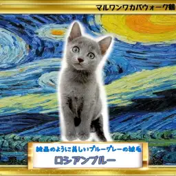 【 ロシアンブルー 】可愛すぎる！毎日の生活に癒しをくれる男の子