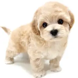 MIX（マルチーズ×トイプードル）