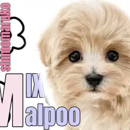 【 MIX 】オンリーワンな可愛さ無限大！人気犬種の両親を持つマルプーの女の子