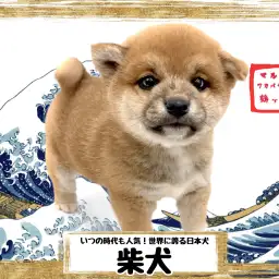 【 柴犬 】ムチムチ加減がたまらない！ずっと抱っこしてたくなるモフ柴犬！