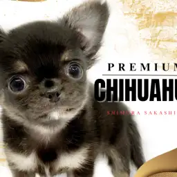 【 チワワ 】小さいけれど心は勇敢!プレミアムに選ばれたチワワちゃんをご紹介!