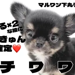 【 チワワ 】小さめ家系の血統を持つオンリーワンカラーの手乗りチワワが君臨！