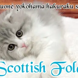 【 スコティッシュフォールド 】プレミアム認定の順応性抜群にゃんこ!
