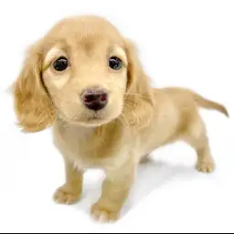 カニンヘン・ダックスフント