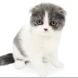 スコティッシュフォールド