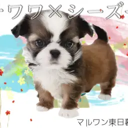 【 MIX チワワ×シーズー 】ぺったんこマズルのオンリーワンなチワズー登場!
