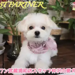 【 ファーストパートナー 】マルワン武蔵浦和店スタッフ仲沢の愛犬物語！