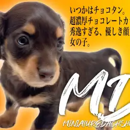 【 ミニチュアダックスフント 】バレンタインの申し子！チョコレートカラーの女の子