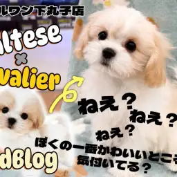 【 マルキャバ 】マルチーズとキャバリアのMIX!個性と可愛らしさ満載の成長記録