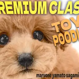 【 トイプードル 】マルワンプレミアム認定と小さめサイズを兼ね揃えた圧倒的美少女
