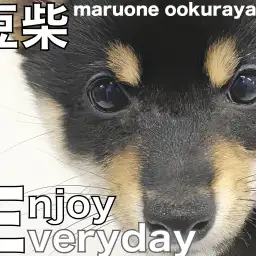 【 豆柴 】生後94日目の黒豆柴！最新体重とイケメンに成長している様子を公開！