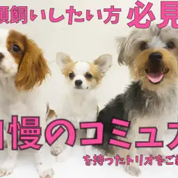 【 多頭飼い 】自慢のコミュニケーションスキルを持ったトリオをご紹介！！