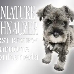 【 ミニチュアシュナウザー 】ソルト＆ペッパーの美人顔でおしとやかな女の子！