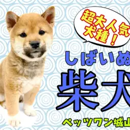 【 柴犬 】愛嬌たっぷり！ムッチリBODYが愛らしい競争率高めの柴犬登場！