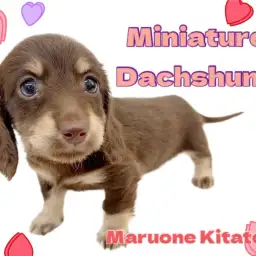 【 ミニチュアダックスフント 】まろ眉がトレードマーク！社交性豊かな美少女わんこ