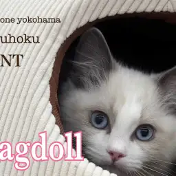 【 ラグドール  】美しく成長中の生後3ヶ月の今と、冬の過ごし方をご紹介